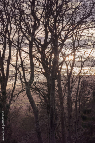 Sunset through a woodland scene