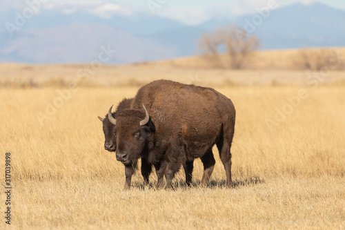 Bison on the Prairie in Fall
