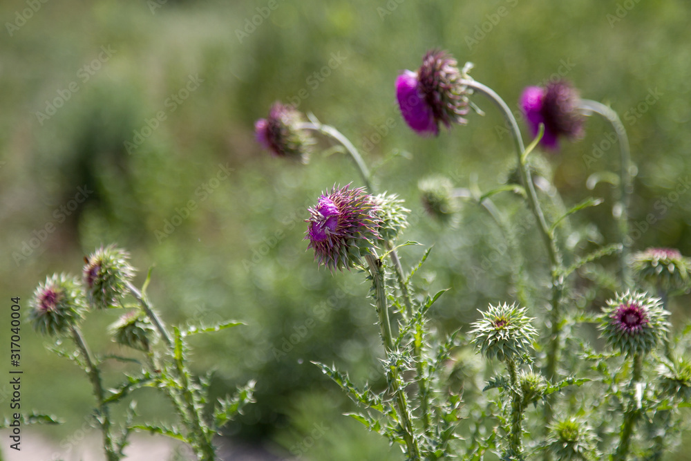 Bunch of spiked purple cardoon (Cynara cardunculus) blossomed flower. The stems of this edible thistle-like plant, usually grown in orchards, are common in mediterranean cuisine for Christmas dinner Bunch of spiked purple cardoon (Cynara cardunculus) blossomed flower. The stems of this edible thistle-like plant, usually grown in orchards, are common in mediterranean cuisine for Christmas dinner