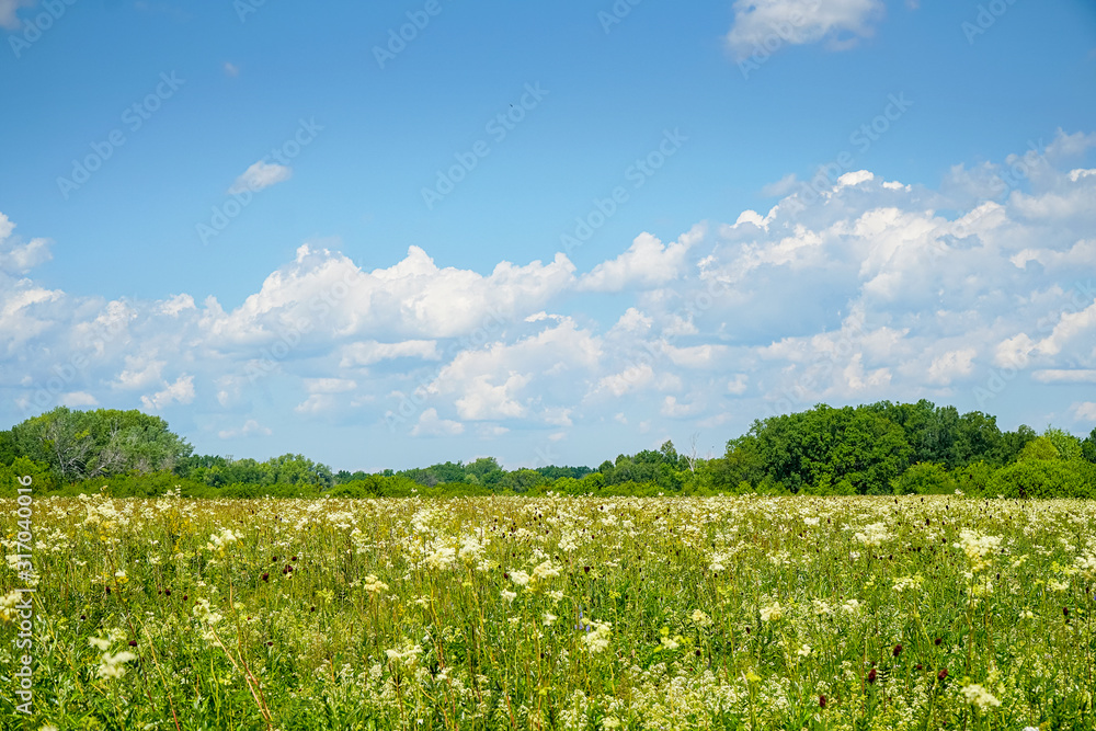 Summer meadow with white flowers