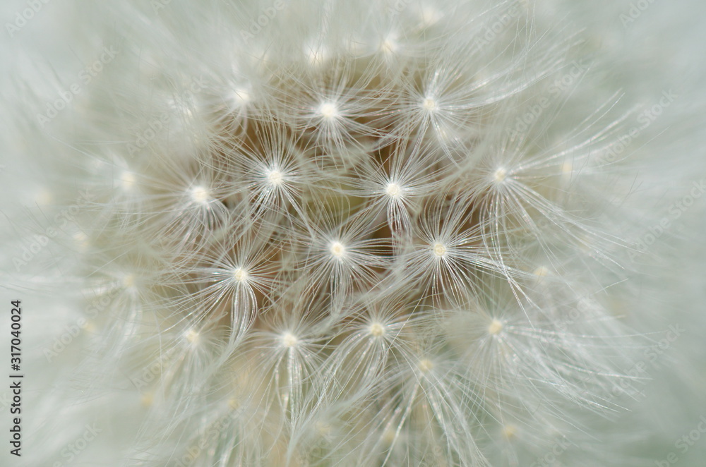Pusteblume Pusteblume