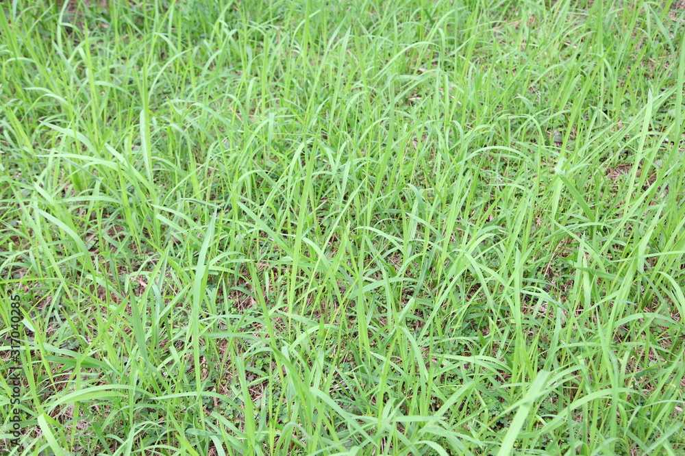 real green grass background real green grass background