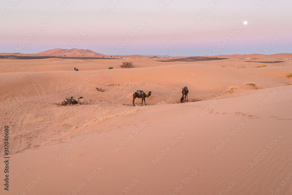 Dawn in desert