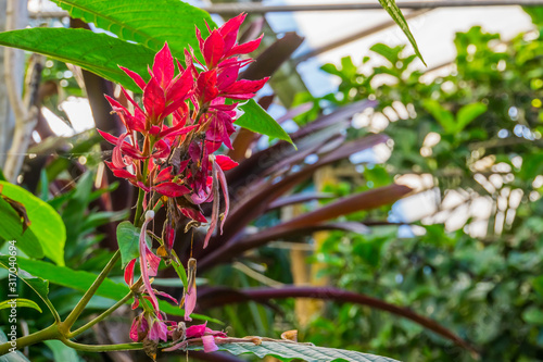 brazilian red cloak flowers in closeup, tropical ornamental shrub from America photo