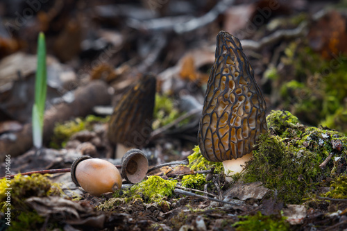 Morchella conica