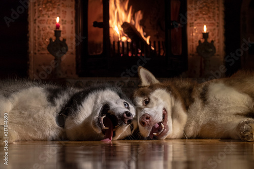 Photography Dogs sleeping together by fireplace