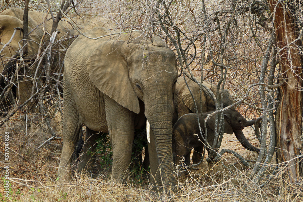 Fototapeta premium Elephants in bushes in Kruger National Park South Africa