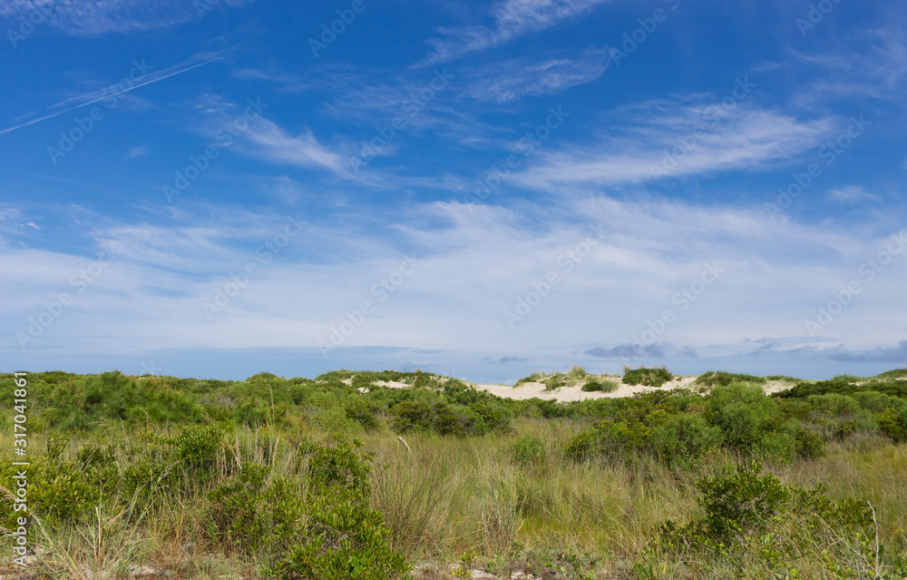 Grasses growing on sand dunes of Assateague Island on the Eastern Shore