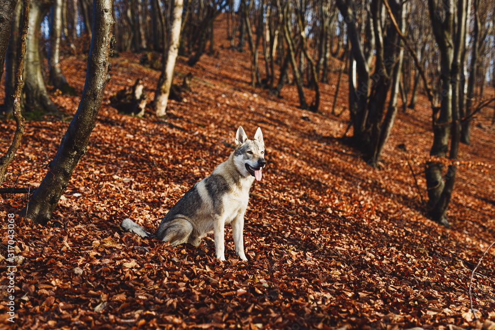 Obraz premium Czechoslovakian wolfdog in beautiful autumn nature. wolfhound.