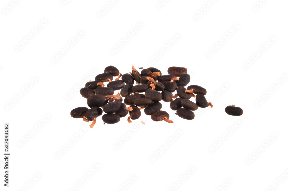 Obraz premium acacia seeds isolated on white background