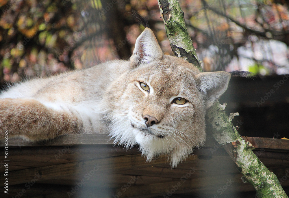 Fototapeta premium Portrait of an animal lynx.