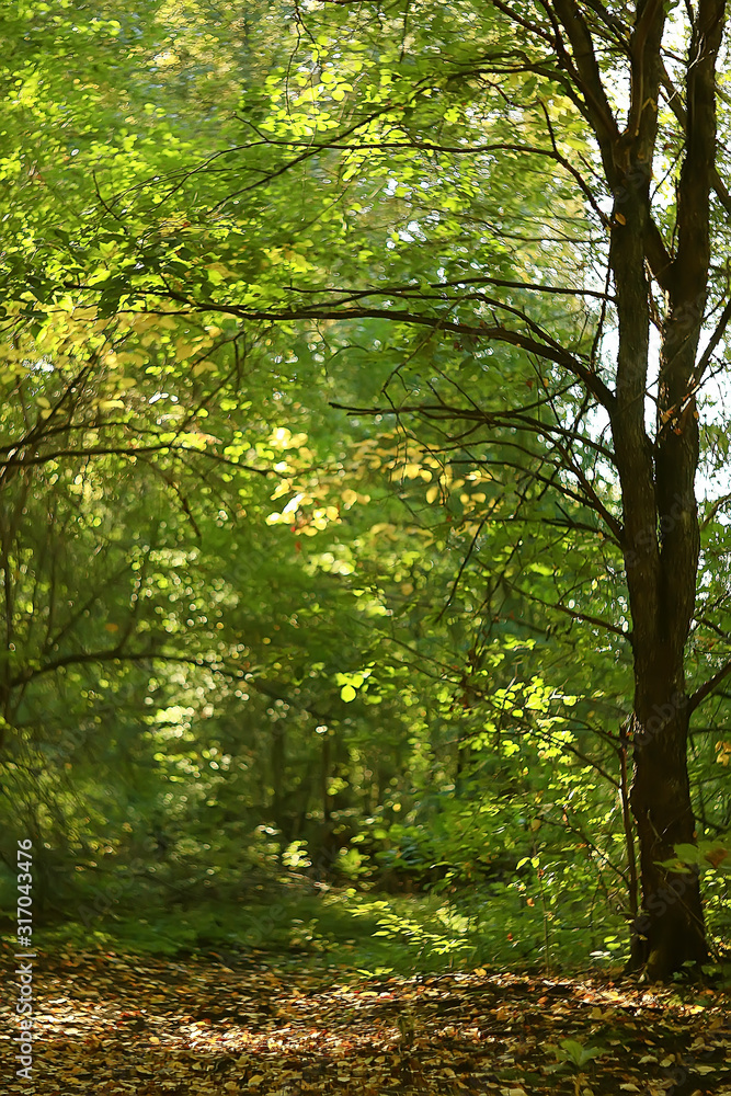 Fototapeta premium summer park background / nature trees green leaves, abstract background summer view