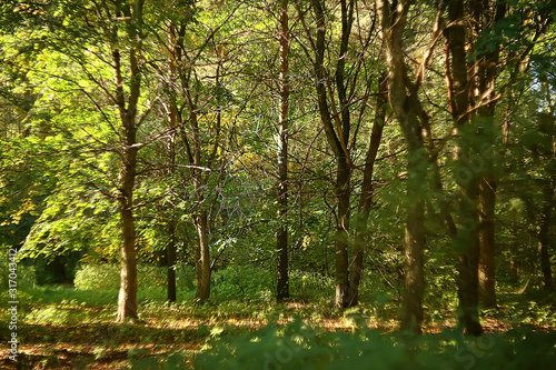 Fototapeta Naklejka Na Ścianę i Meble -  summer park background / nature trees green leaves, abstract background summer view