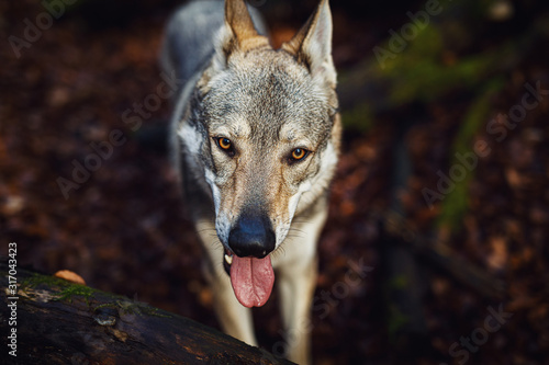 Czechoslovakian wolfdog in beautiful autumn nature. wolfhound. photo