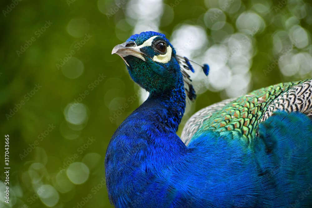 Fototapeta premium Beautiful Indian peacock pictures