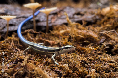 Emoia caeruleocauda, (Blue tailed skink) commonly known as the Pacific bluetail skink, is a species of lizard in the family Scincidae. photo