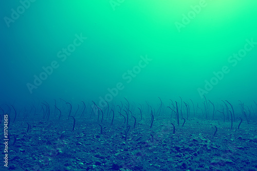coral reef vintage toning / unusual landscape, underwater life, ocean nature © kichigin19