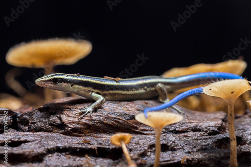 Emoia caeruleocauda, (Blue tailed skink) commonly known as the Pacific bluetail skink, is a species of lizard in the family Scincidae. photo