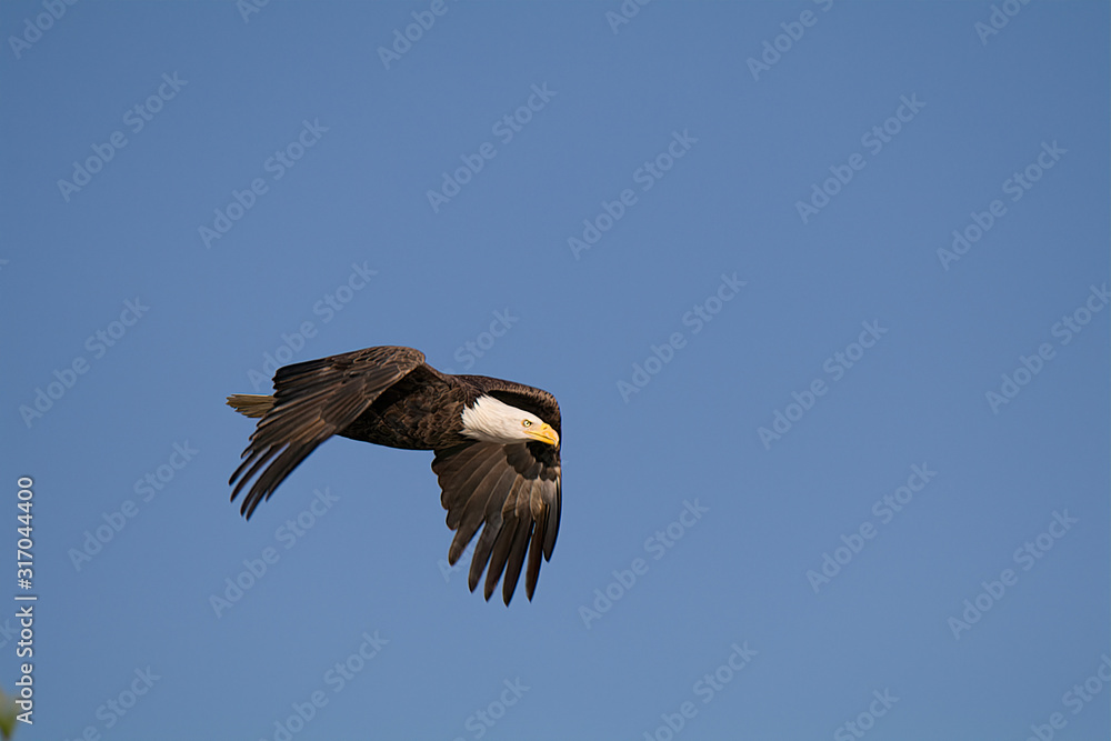American Bald Eagle in flight American Bald Eagle in flight