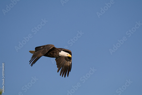 American Bald Eagle in flight