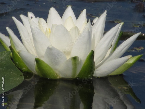 water lily