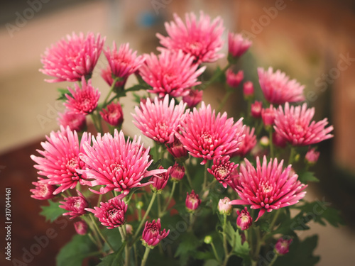 a bouquet of pink Chrysanthemums flowers with blurred background .gardening concept