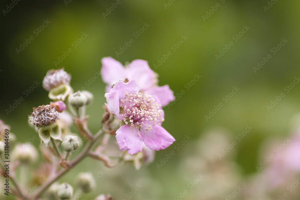 Wild blackberry flowers and buds blooming in spring Wild blackberry flowers and buds blooming in spring