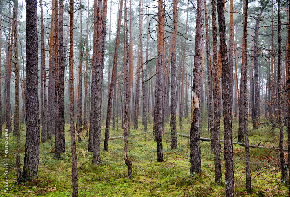 Landscape with the Franconian pine forest and moss on the forest floor on a moody and hazy Januar day in Bavaria, Germany Landscape with the Franconian pine forest and moss on the forest floor on a moody and hazy Januar day in Bavaria, Germany