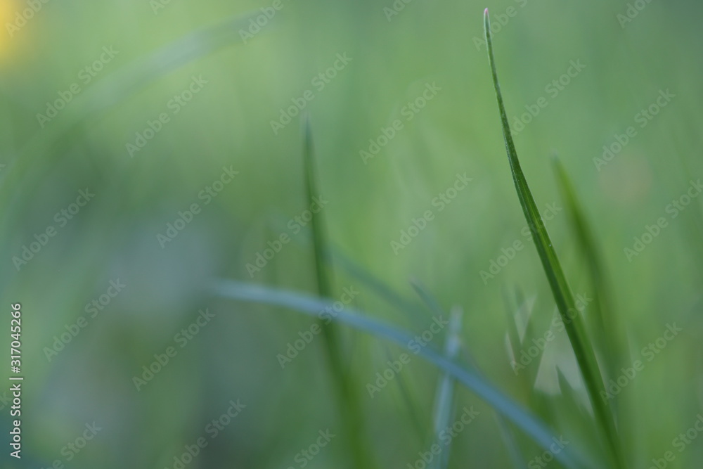 Gras Grashalme Garten Gras Grashalme Garten