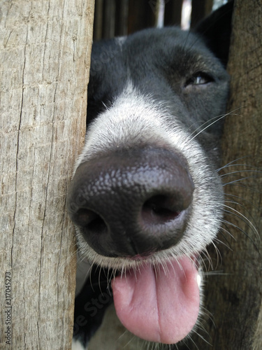 Closed up nose of dog black and white color in wooden fence waiting help them from someone