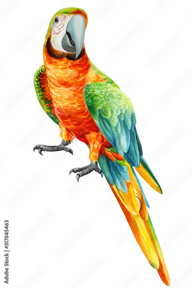 parrot on an isolated white background, watercolor drawing, tropical birds