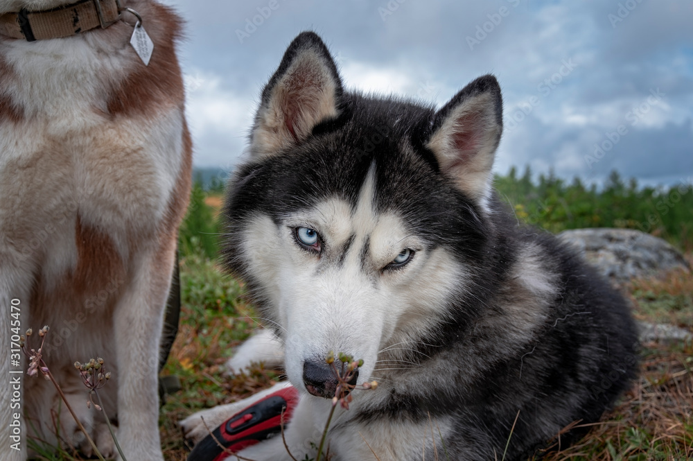 Siberian Husky dog sniffing blade of grass
