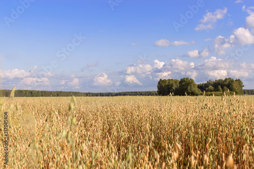 Field of oats on a sunny summer day. Agriculture concept.