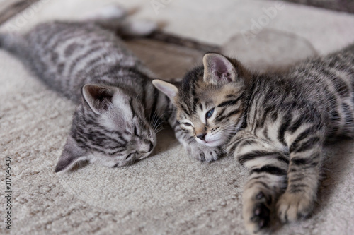 two one month old bengal kittens lying on karpet sleeping and having rest