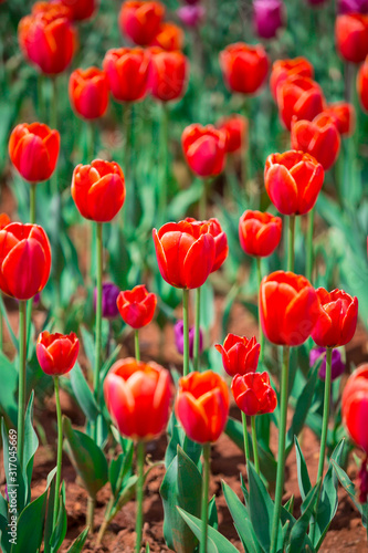 Tulips