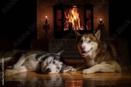 Portrait of two Siberian husky dogs lying by the fireplace