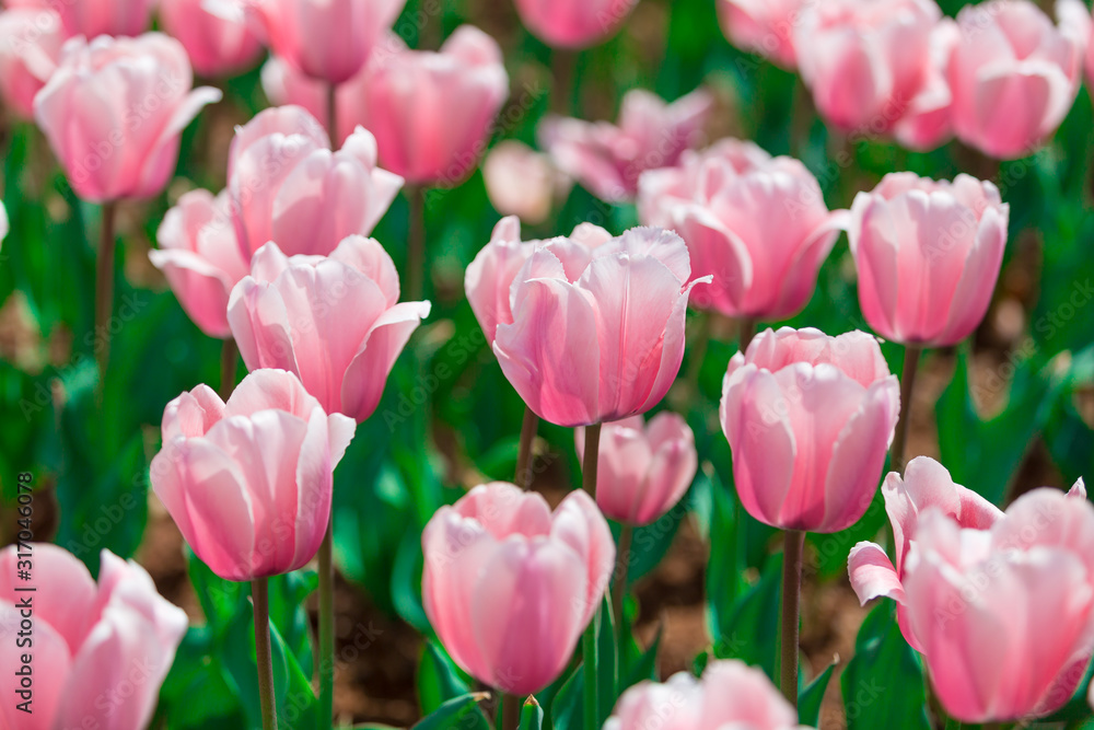 Tulips Tulips