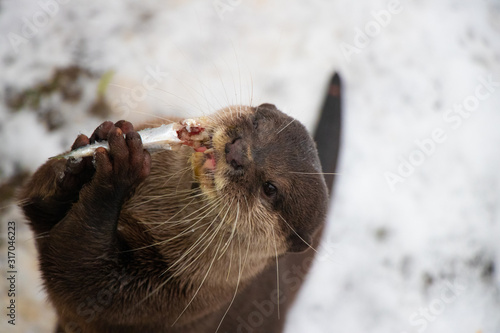 Fototapeta Naklejka Na Ścianę i Meble -  Otter