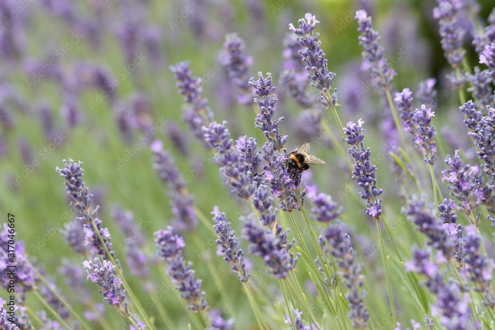 Lavendel Hummel Lavendel Hummel
