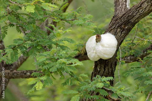 Foam-nest tree frog nest pierced on branch