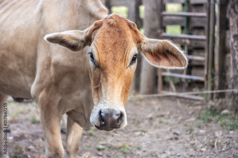 Zebu cattle. furious female cow stands in a stockyard Zebu cattle. furious female cow stands in a stockyard