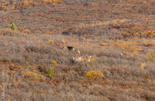Fototapeta Naklejka Na Ścianę i Meble -  Barren Ground Caribou Bulls in Autumn in Alaska