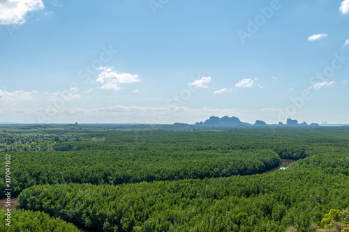 High angle view of the winding mangrove forest