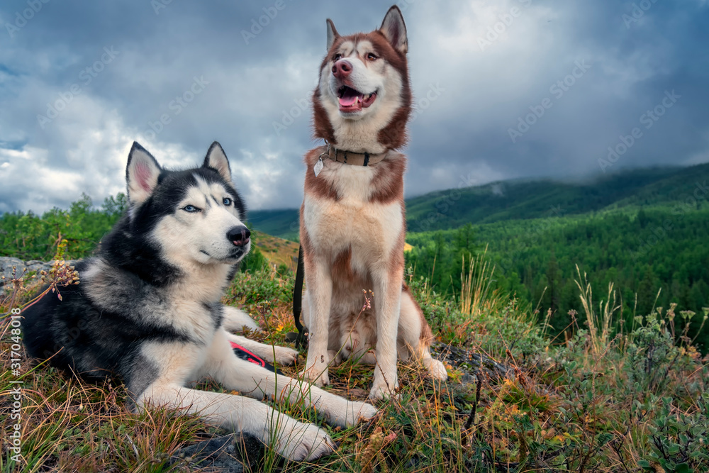 Siberian husky dogs on the background of a mountain landscape with coniferous forest and rain clouds Siberian husky dogs on the background of a mountain landscape with coniferous forest and rain clouds