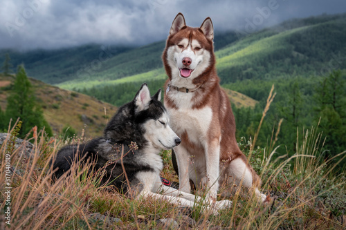 Beautiful husky dogs, walk in the mountains. Siberian husky dogs on the background of a mountain landscape with coniferous forest and rain clouds