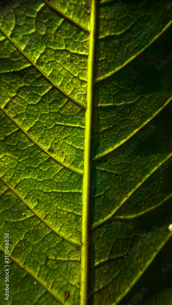texture of green leaf texture of green leaf