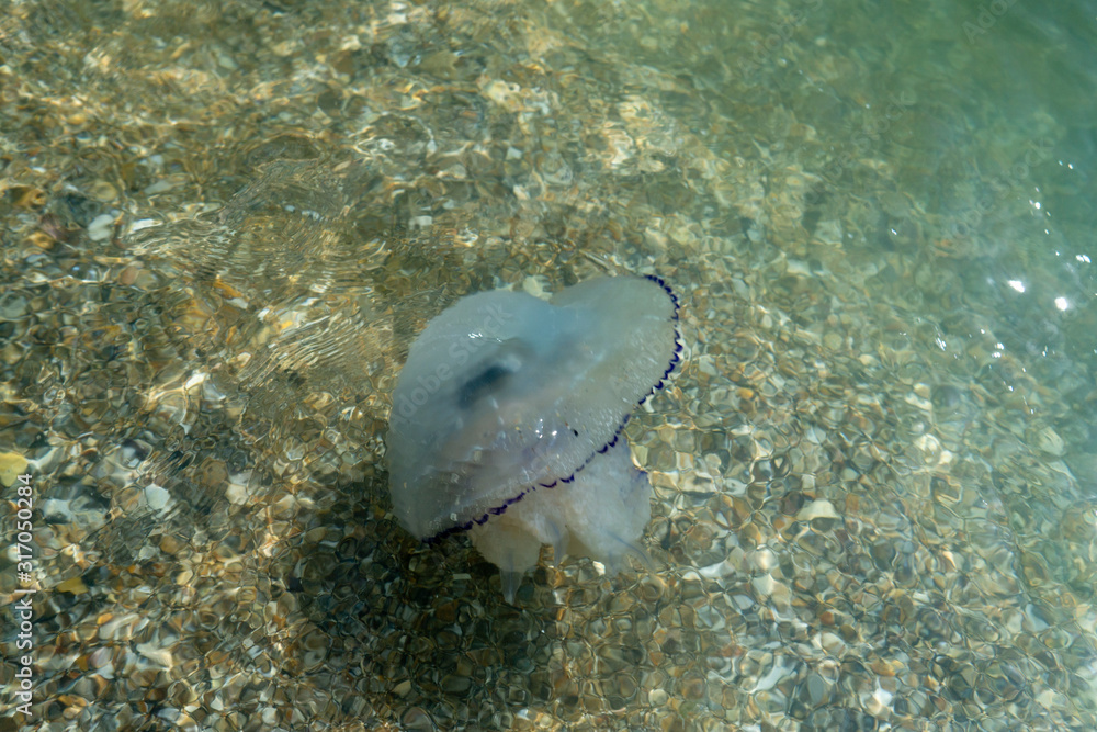Dead blue jellyfish on the beach in shallow water. Jellyfish rhizomes of rhizotomy root, cast ashore. Dead blue jellyfish on the beach in shallow water. Jellyfish rhizomes of rhizotomy root, cast ashore.