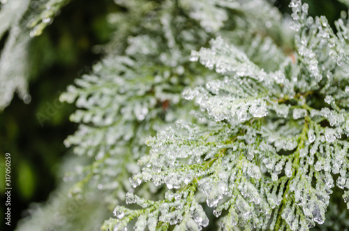 Frozen leaves are evergreen plants Thuja © caocao191