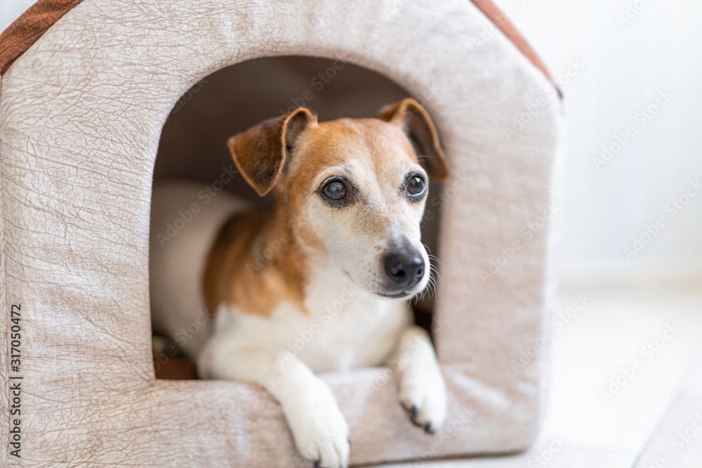 relaxed dog in pet house. Beige home for small dog inside indoors. relaxed dog in pet house. Beige home for small dog inside indoors.
