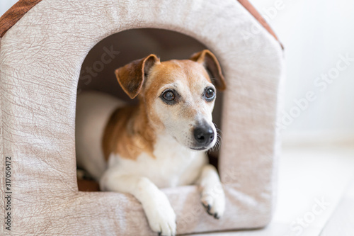 relaxed dog in pet house. Beige home for small dog inside indoors. 